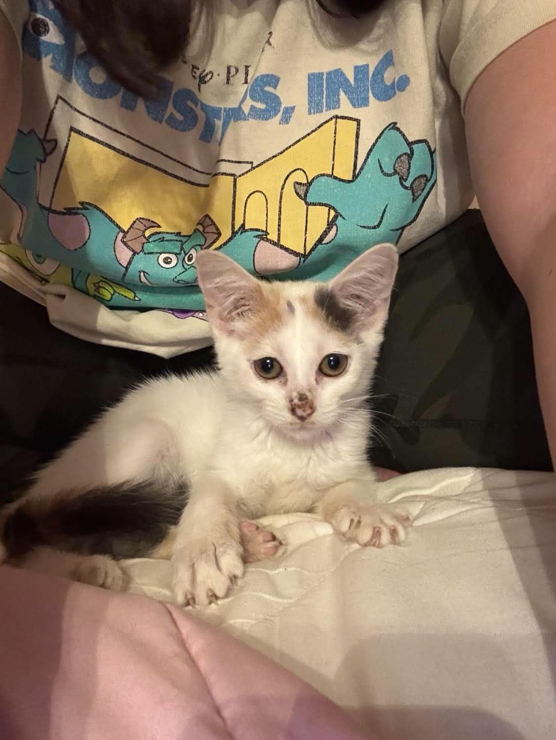 Snowbell (Kitty)