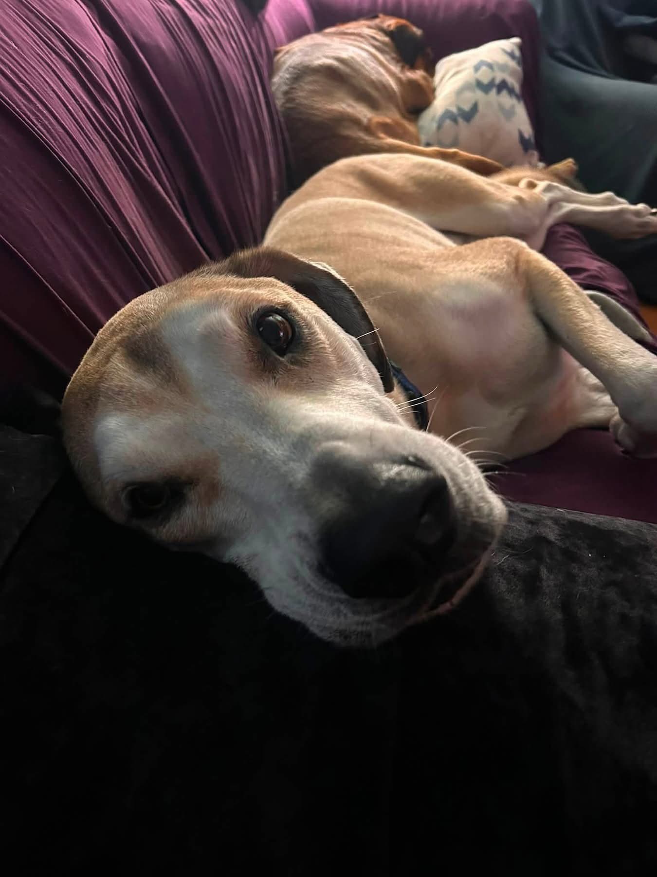 Toasted Marshmallow