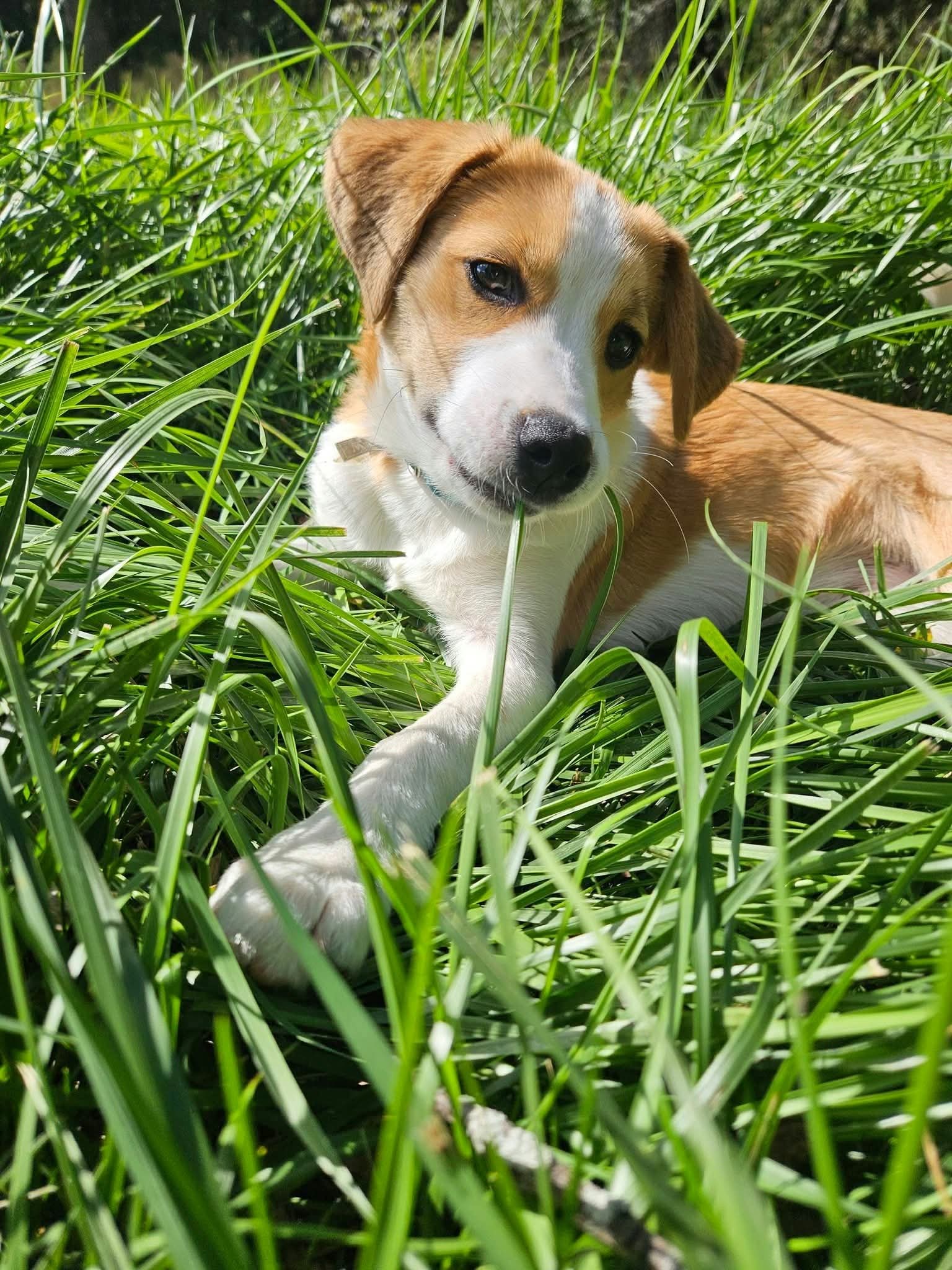 Imogen