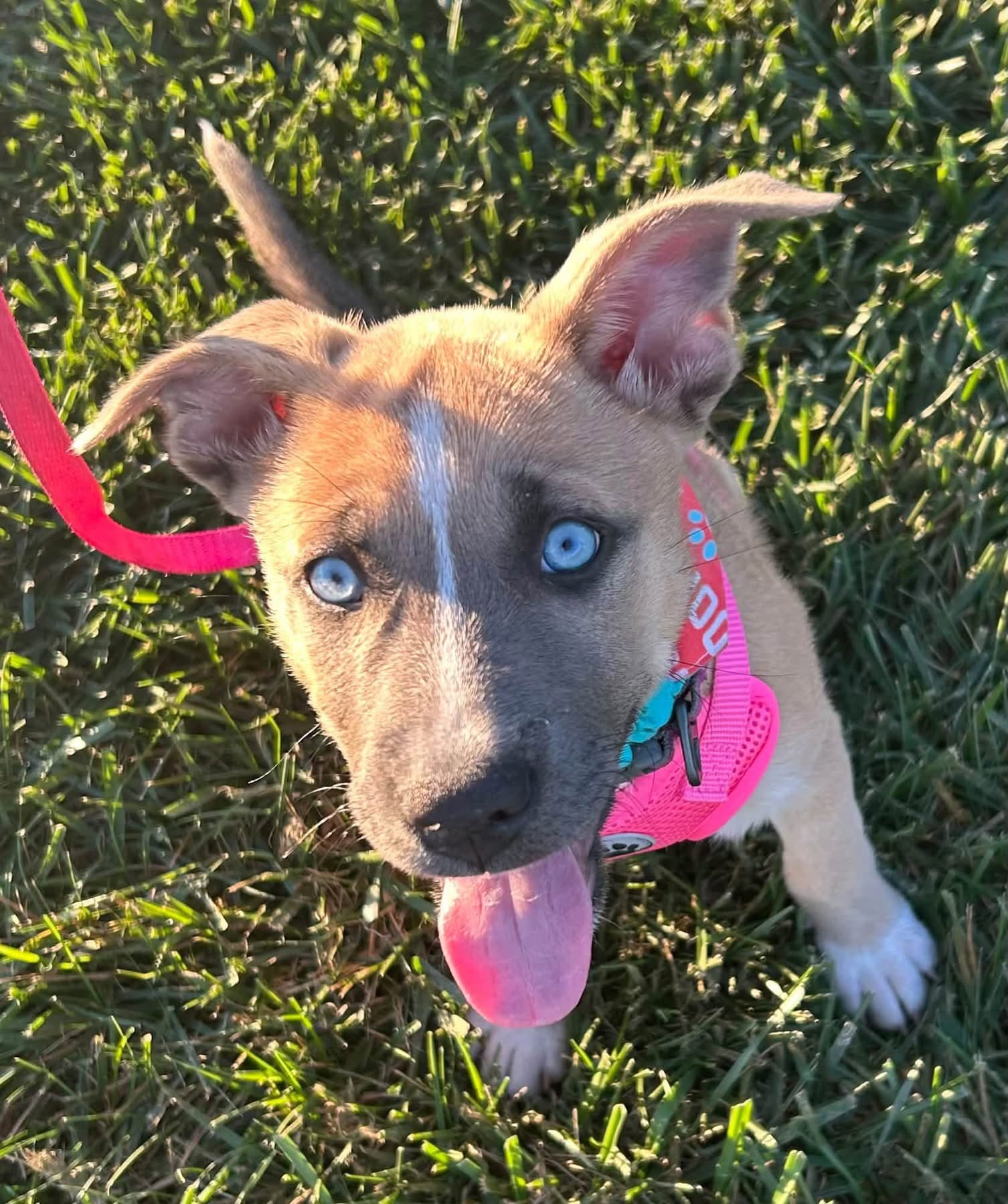 Addie