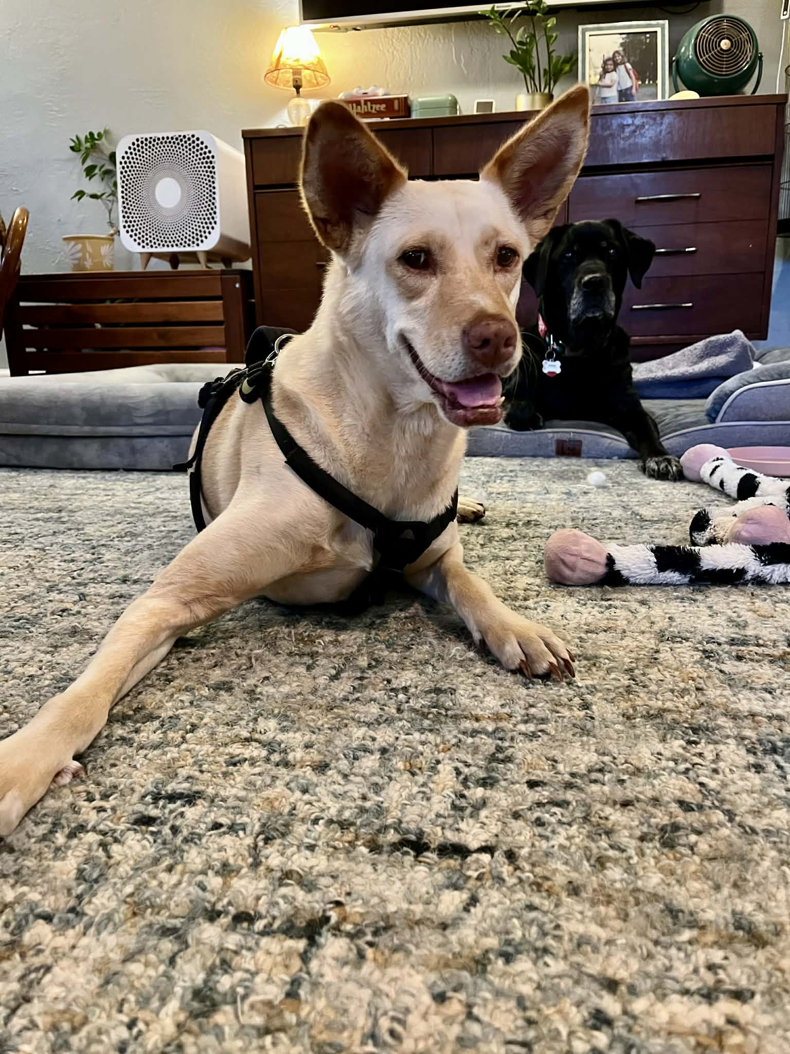 LiLou