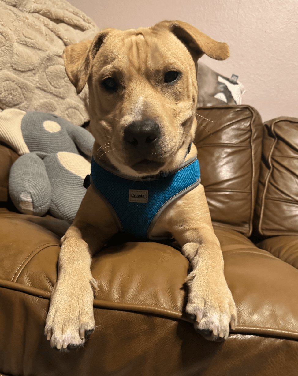 Duke
