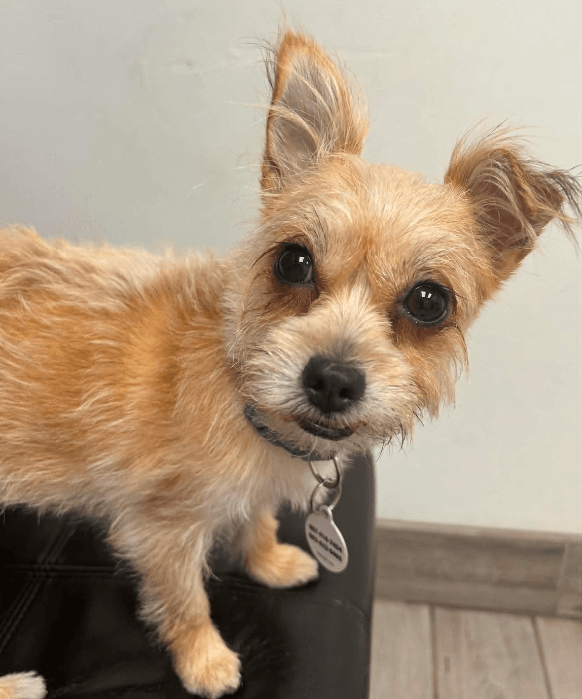 Lola (must be adopted with Cami)