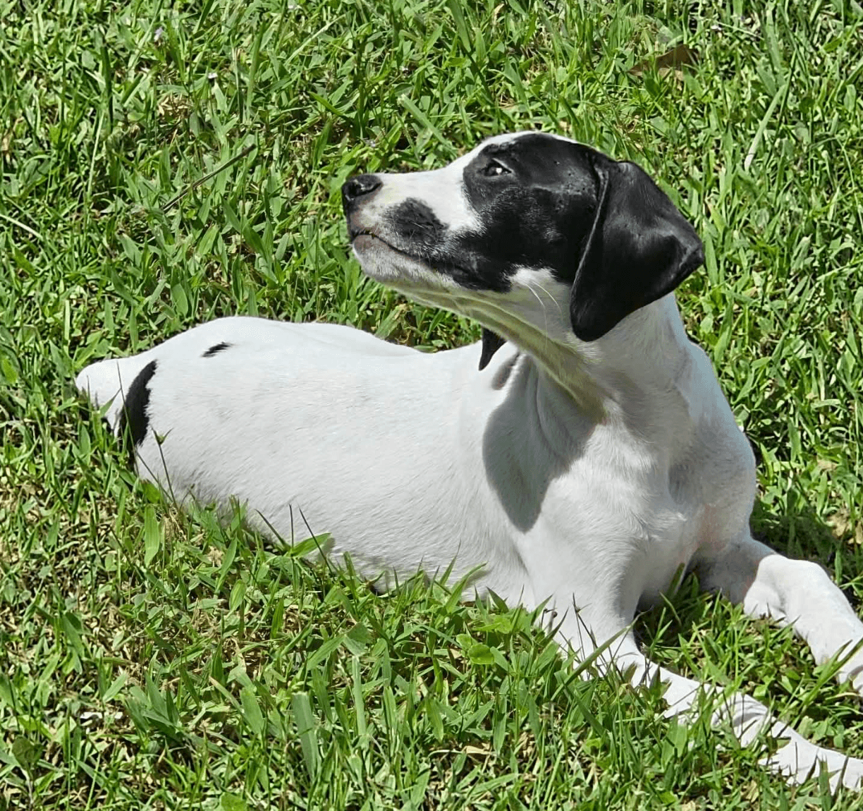 Sheldon - Puppy of Pennie
