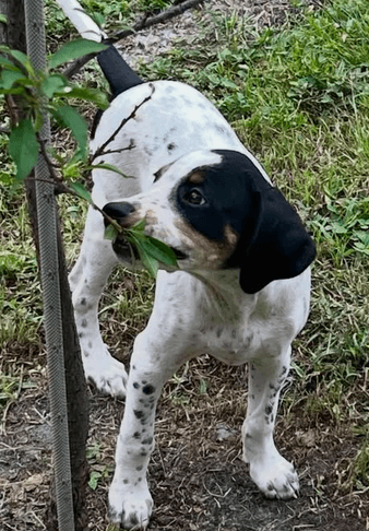 Leonard - Puppy of Pennie