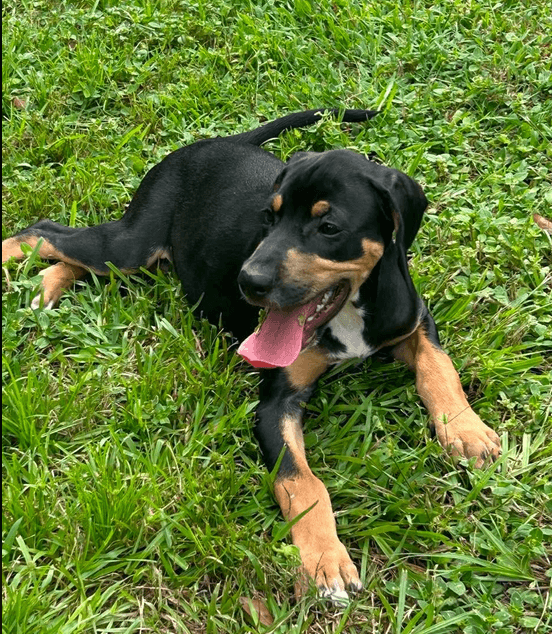 Howard - Puppy of Pennie