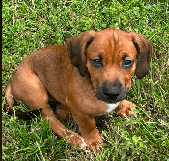 Raj - Puppy of Pennie