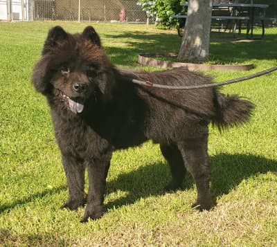 Leo (Chow)