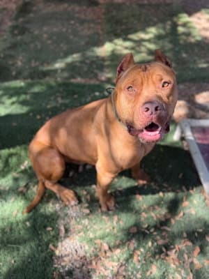 Scooby
