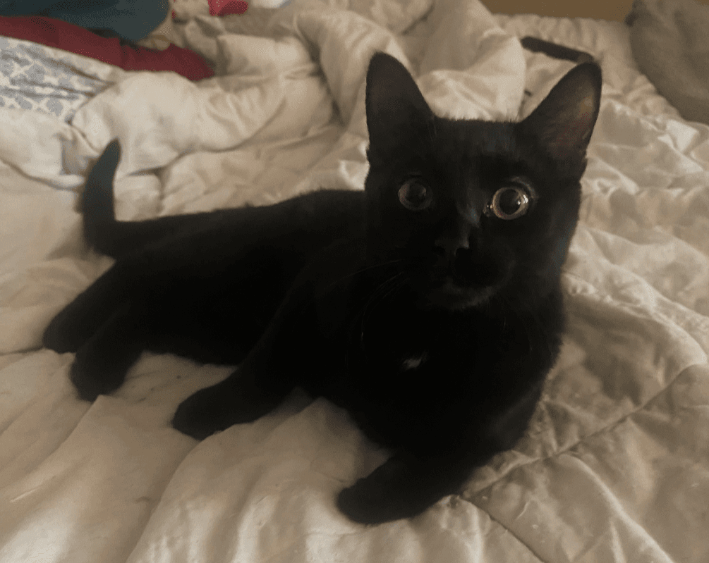 Pepper
