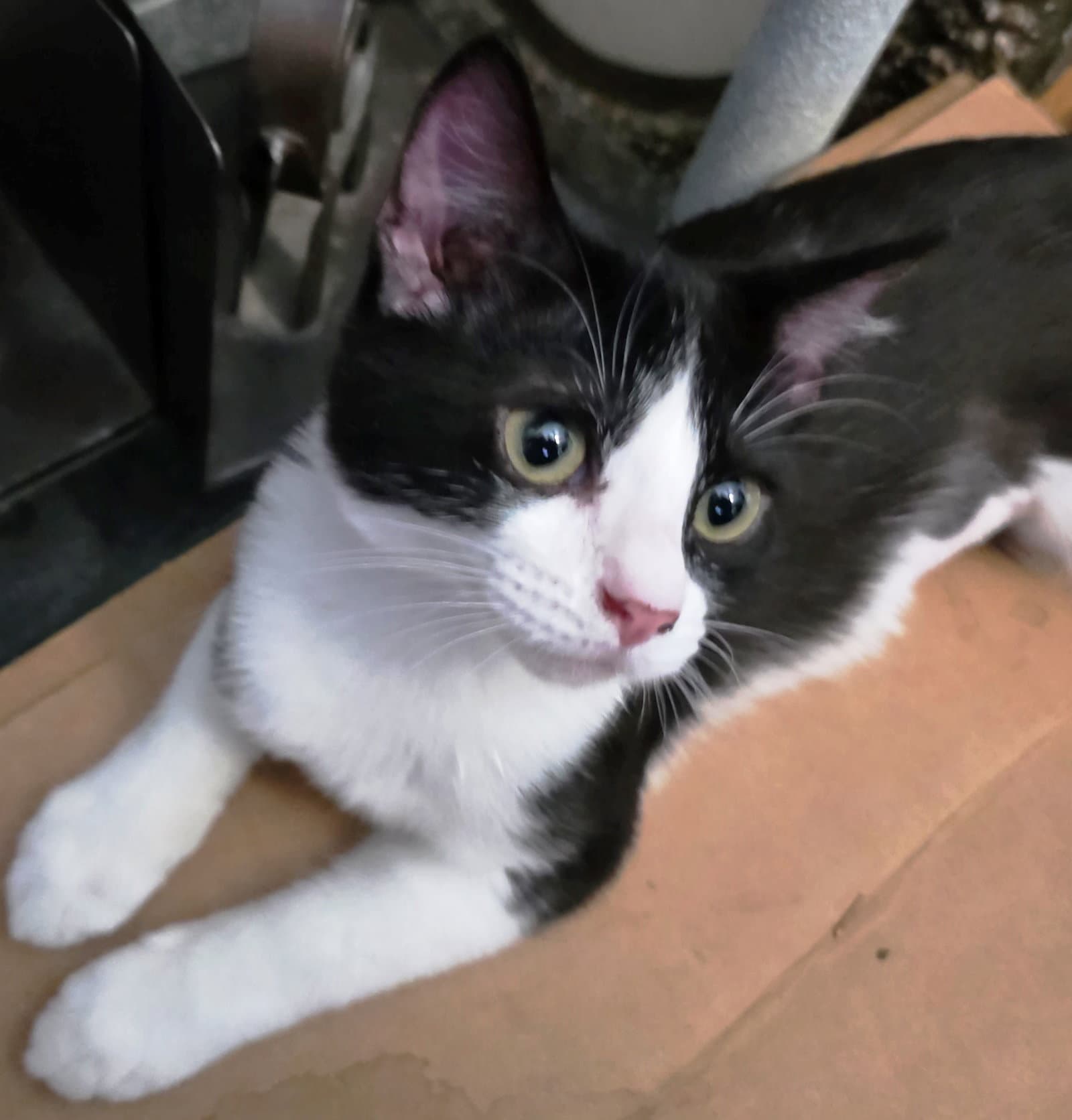 Kira
