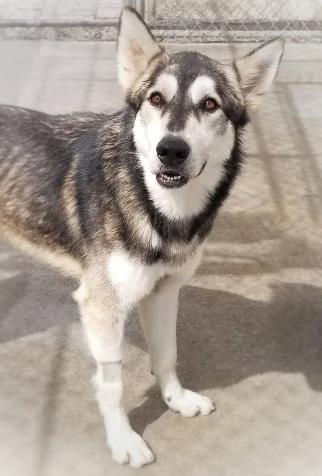 Lobo