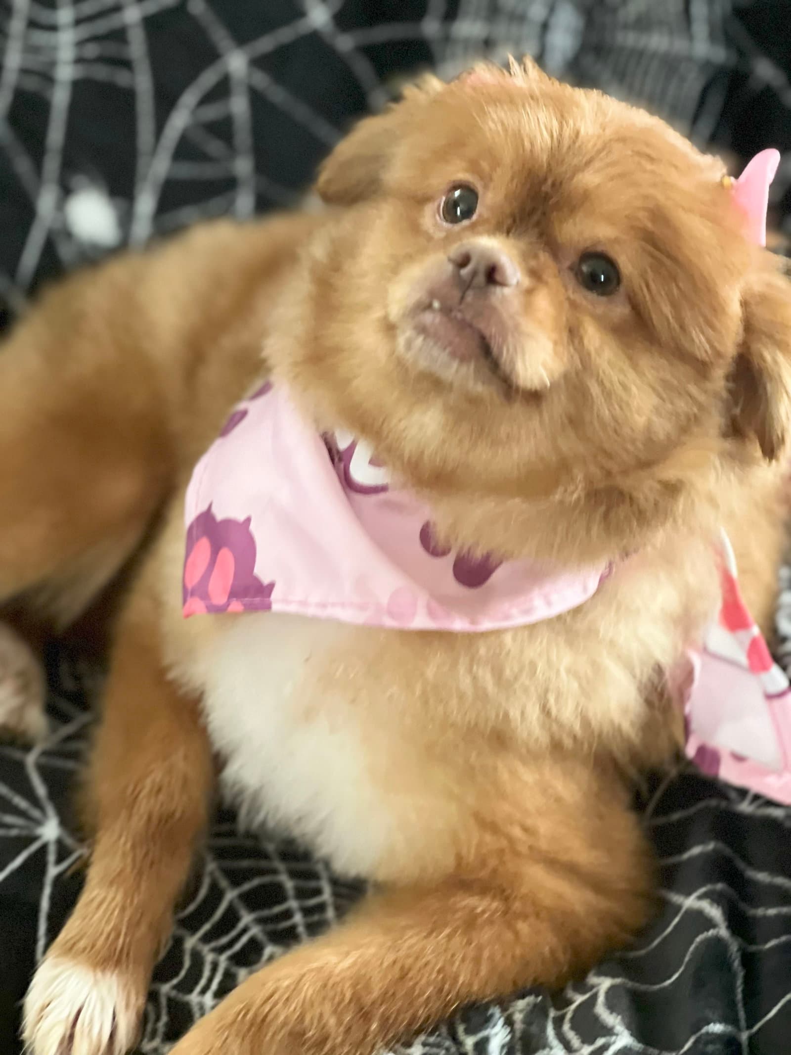 Sandie