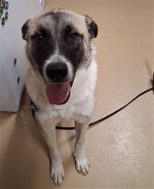 Apollo
