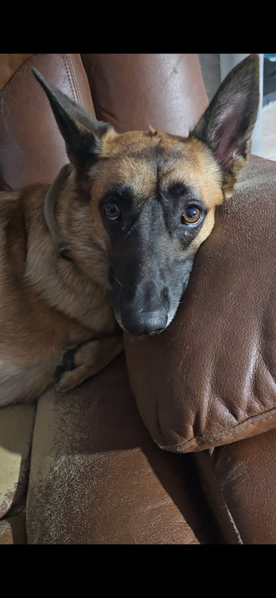 Lucca (FKA Gracie Lou) - PA