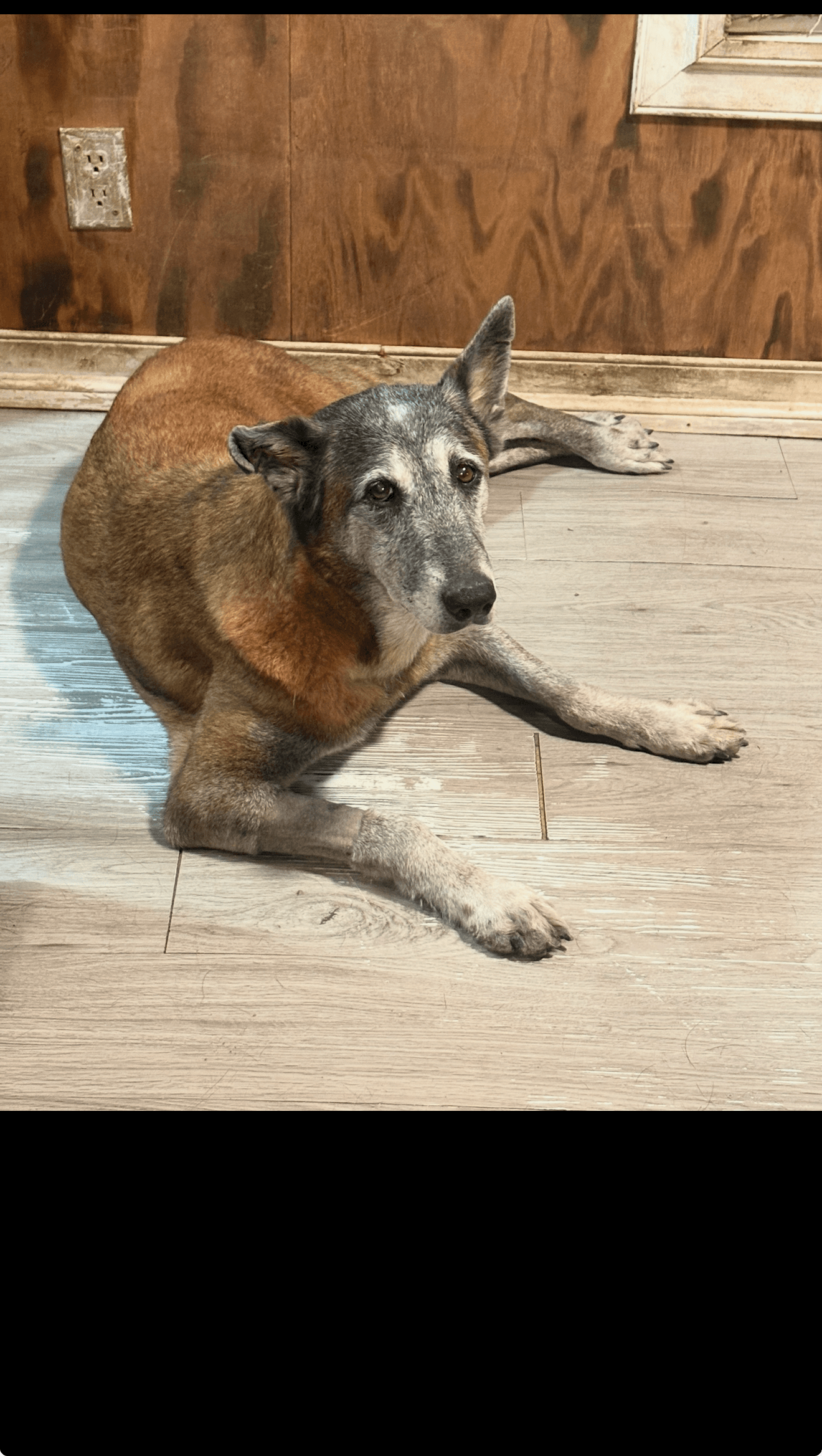 Honey - TX - PENDING ADOPTION