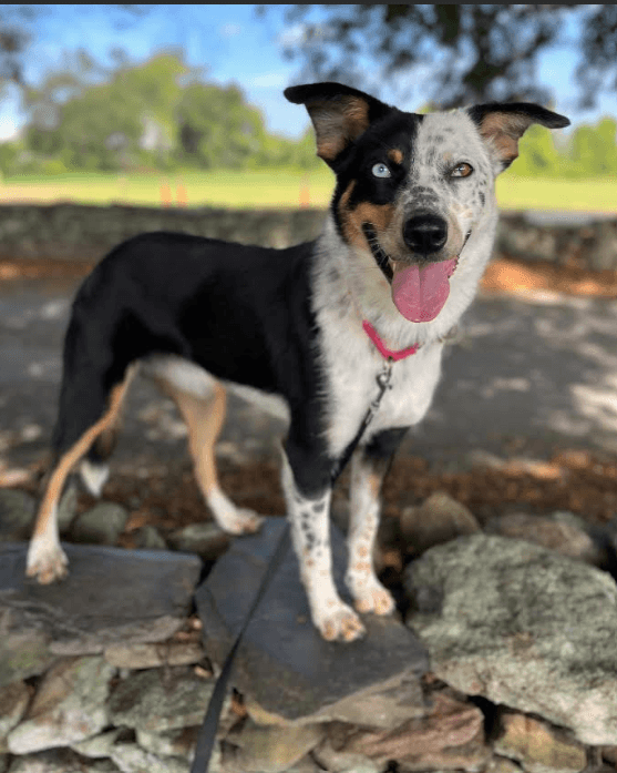 Paisley in RI