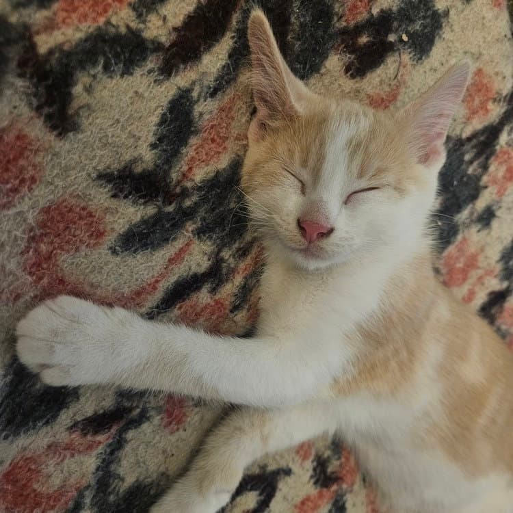 Leo