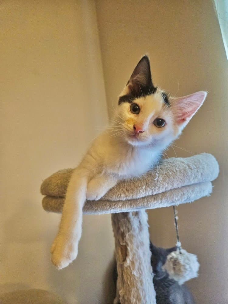 Nova