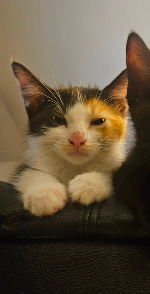 Stella