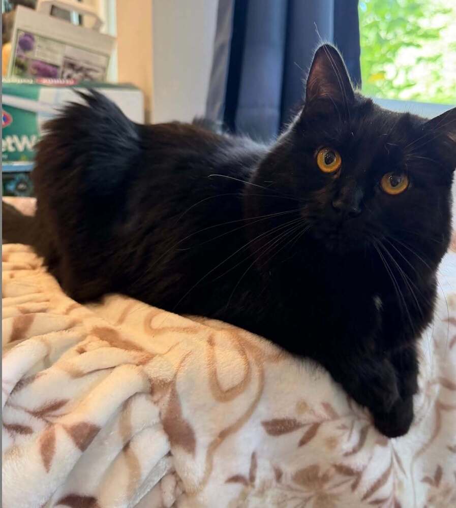 Mochi (aka Copernicus)
