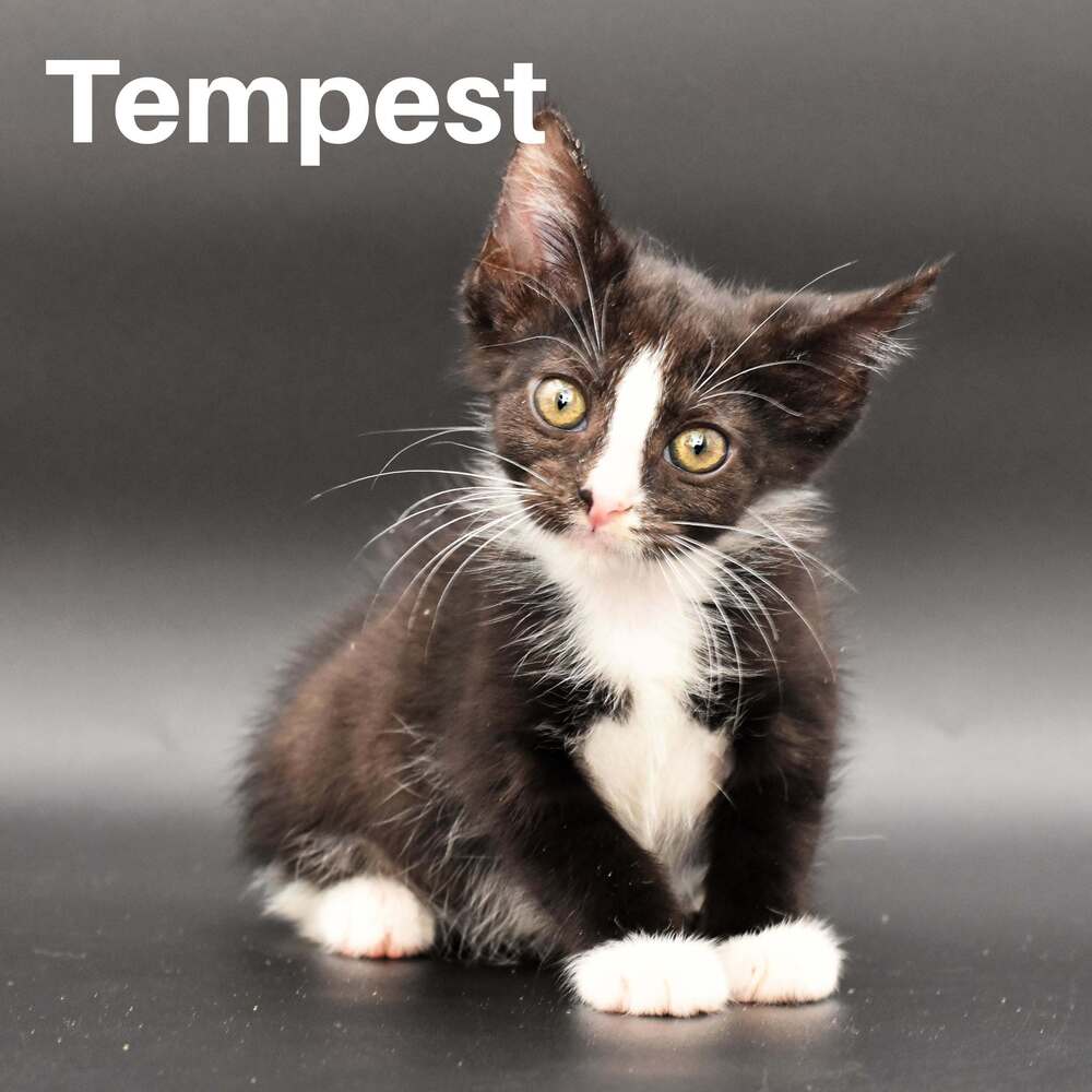 Tempest