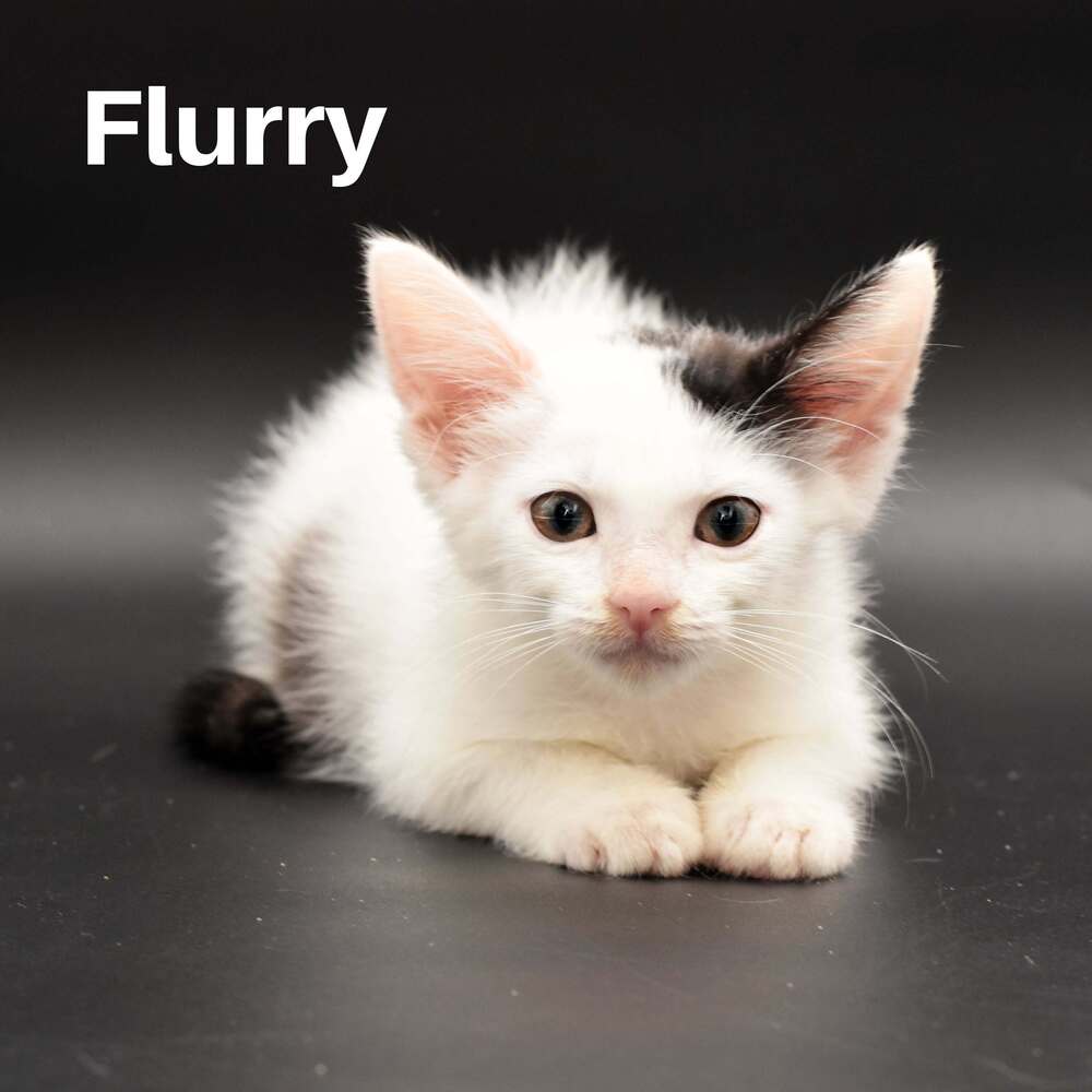 Flurry