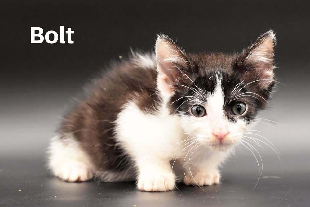 Bolt