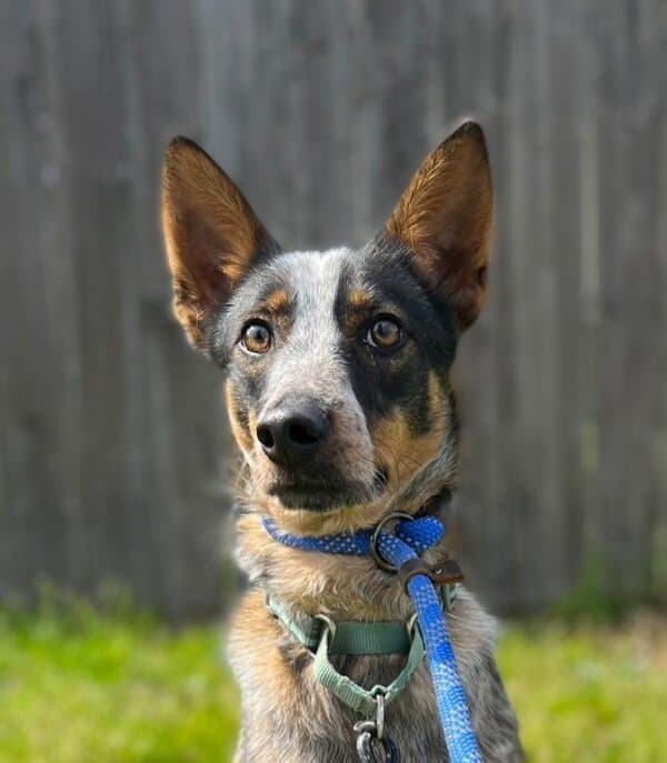 Koa