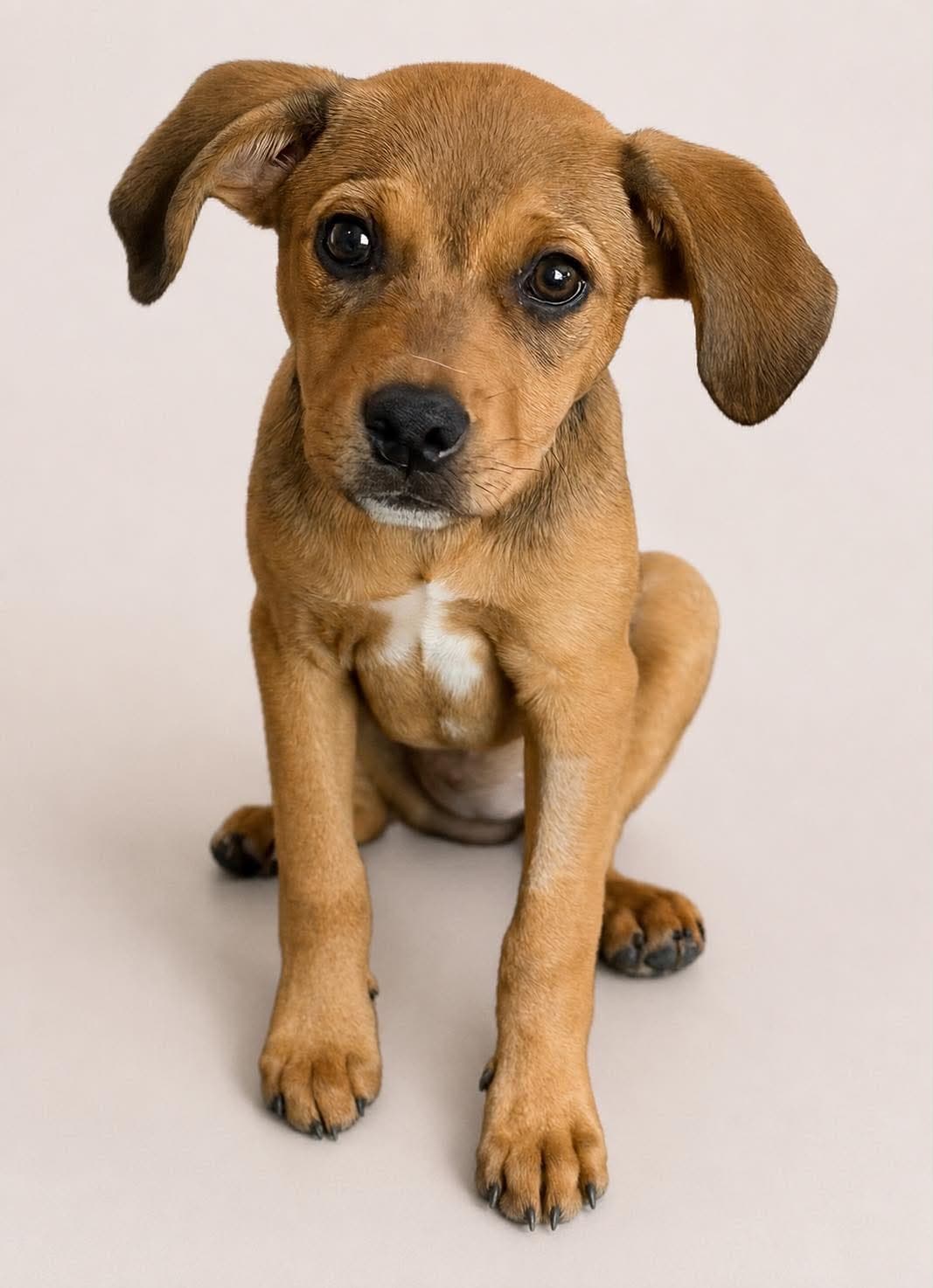 Nova