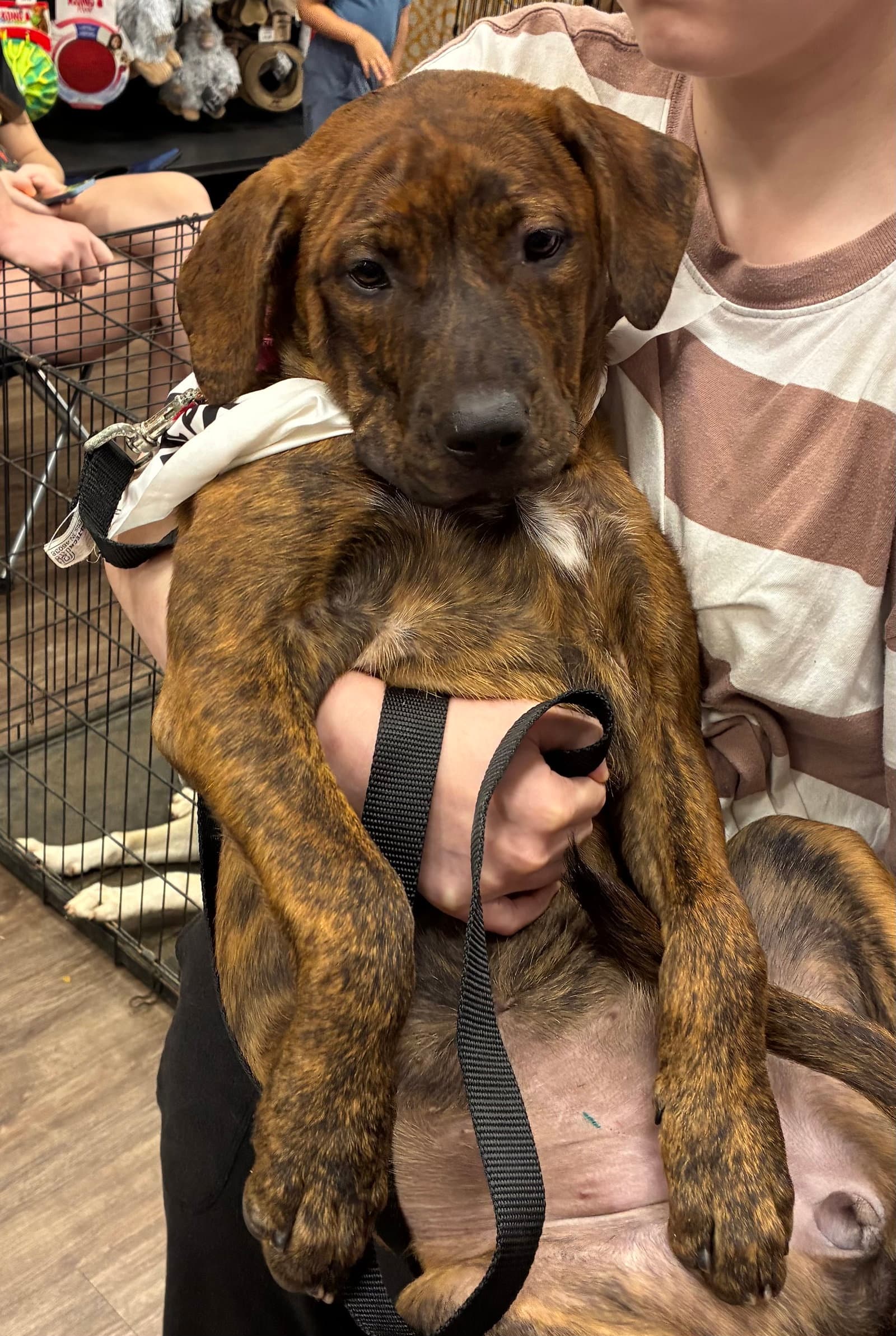 Sophie