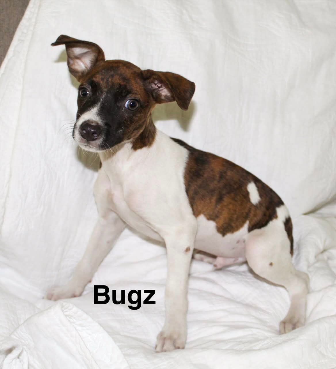 Bugz