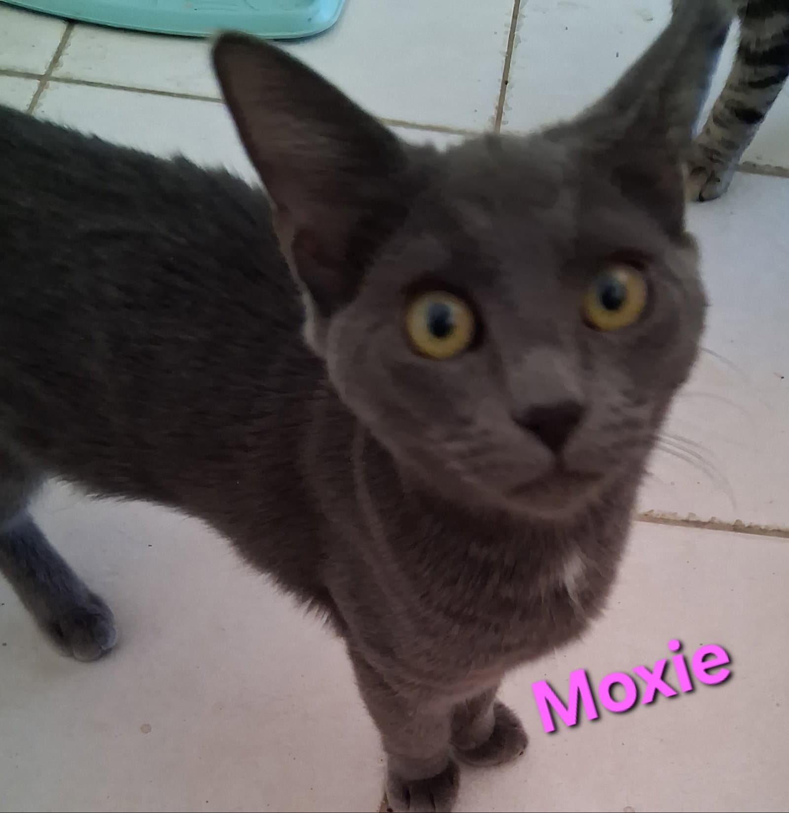 Moxie