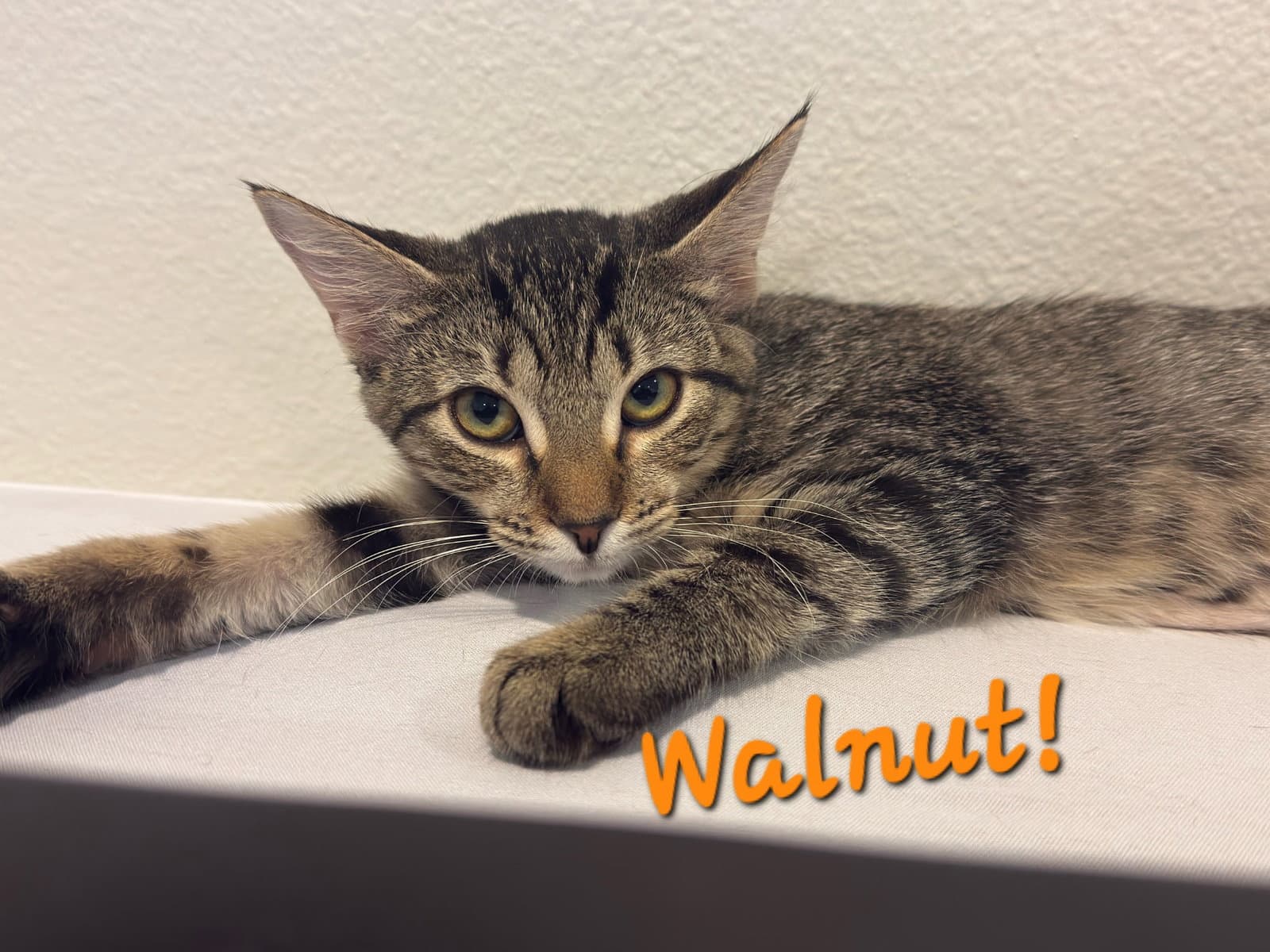 Walnut