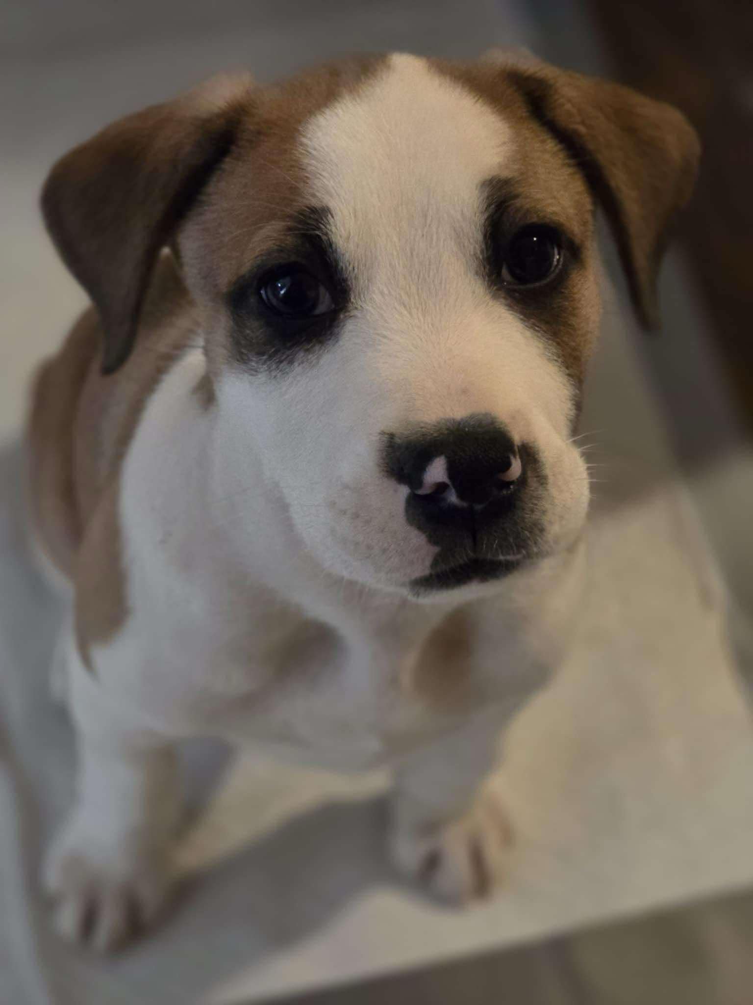 Charlie Brown