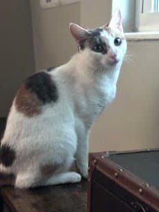 KitKat