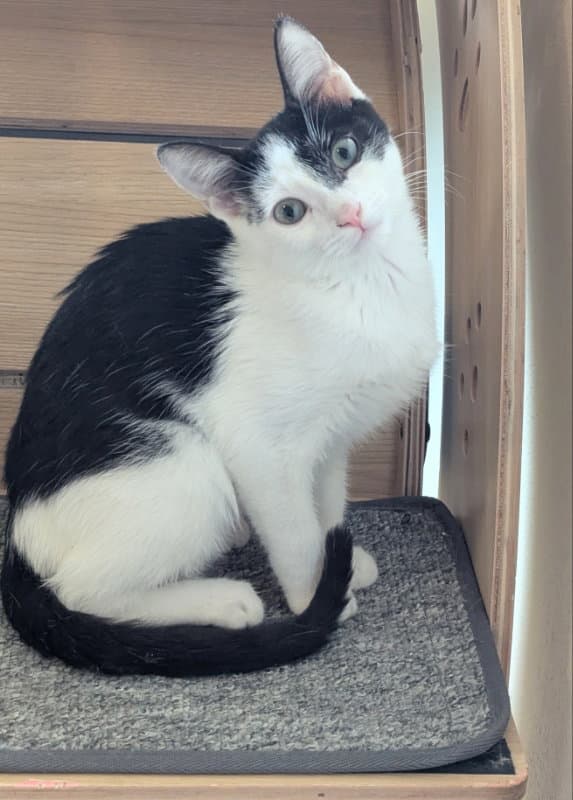 Kitcat