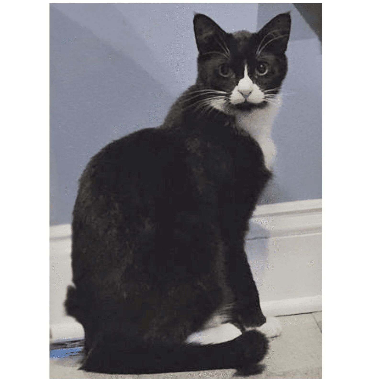 Felix