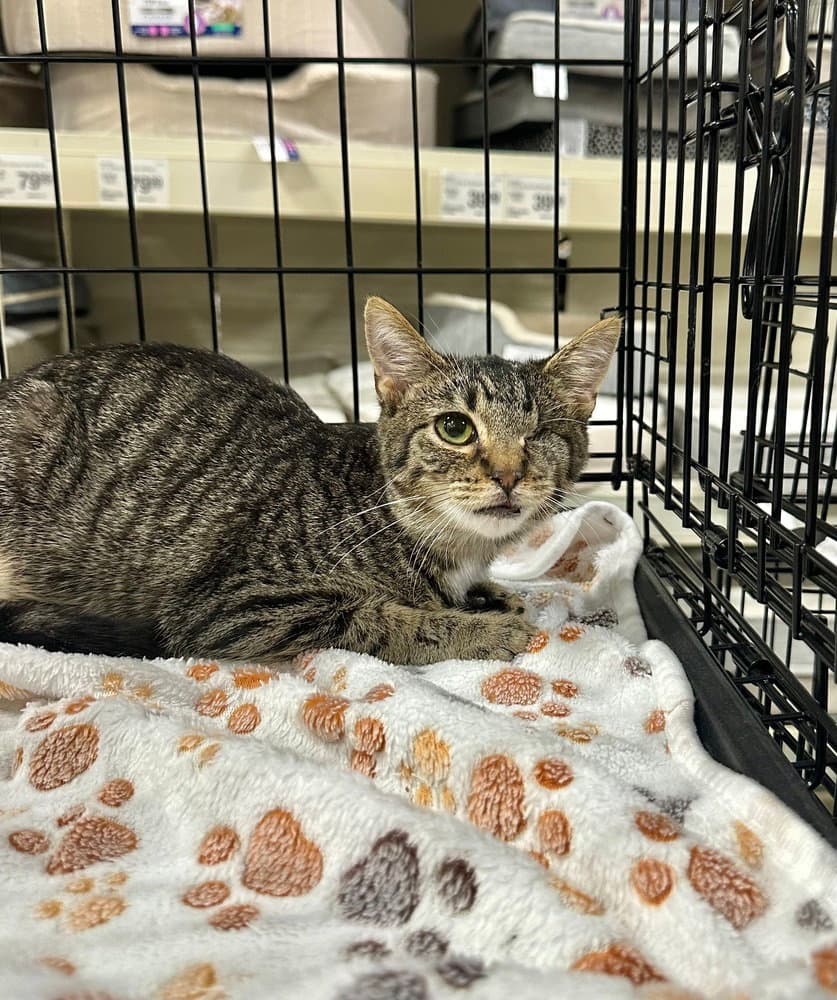 Sesame Kitties : Kermit