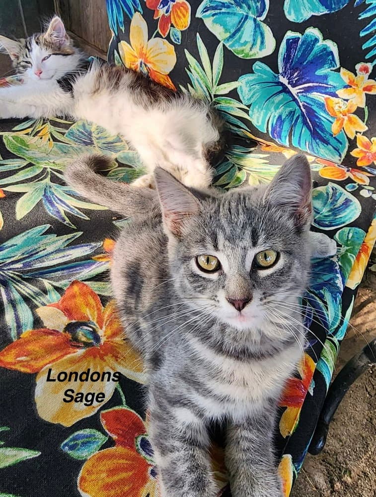 Londyn Kitties : Sage
