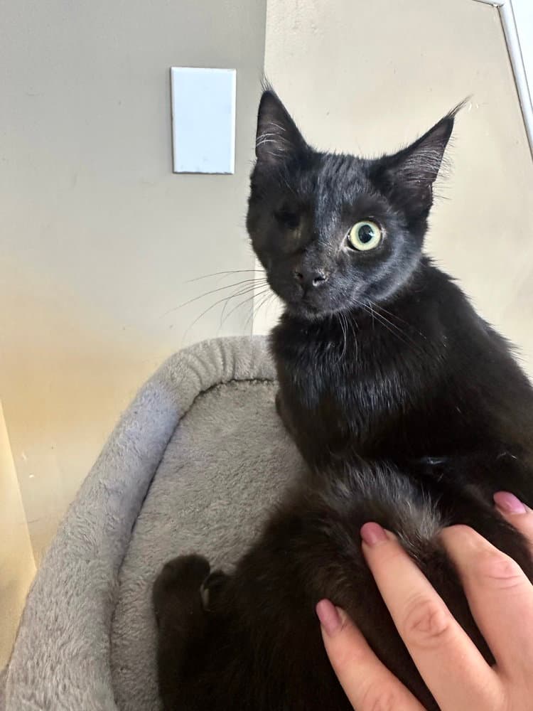 Newby Cats : Shaka