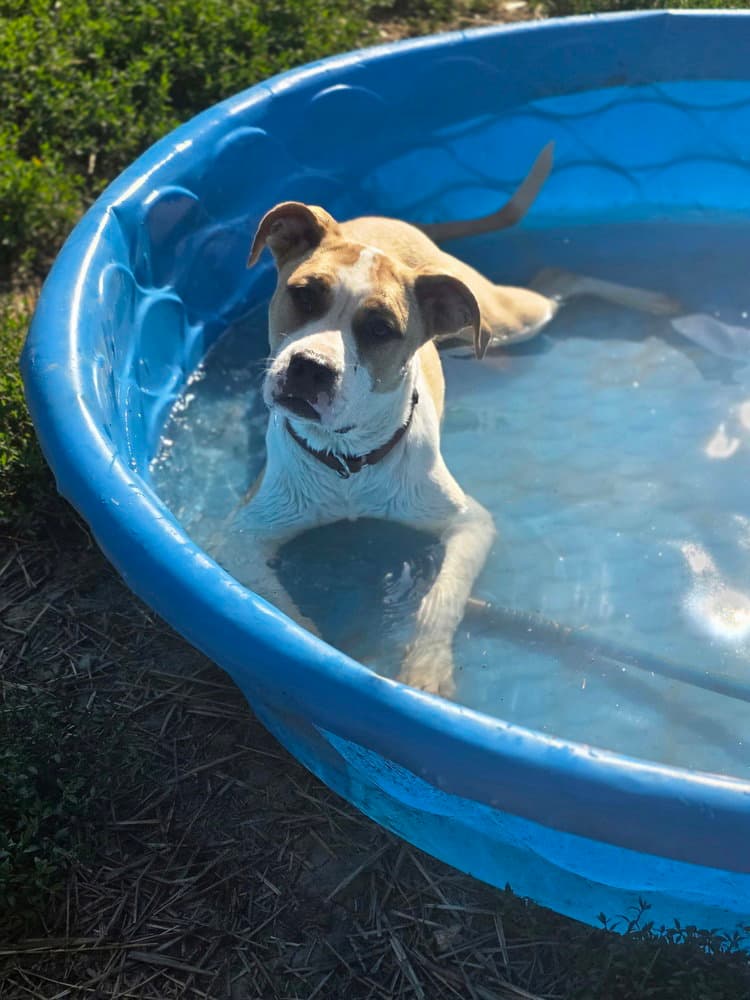 Floyd Dawgs : Juno