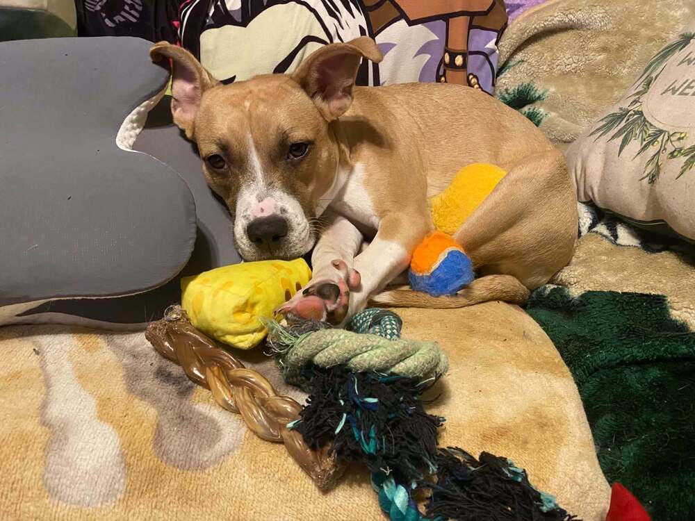 Floyd Dawgs : Orisa