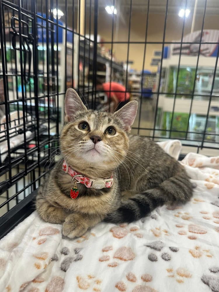 LBT Kitties : Petrie