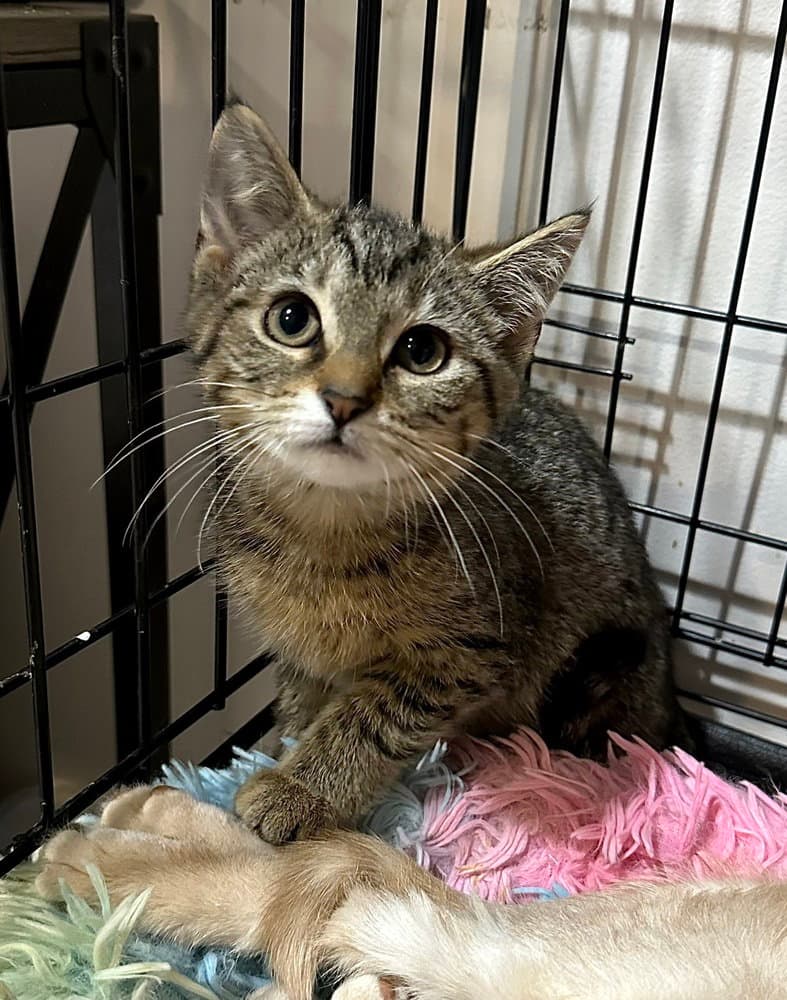 Singer Kitties : Zara