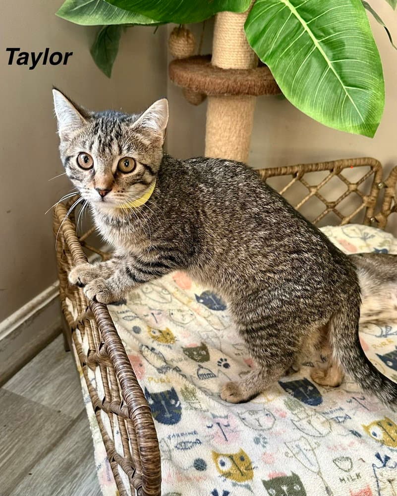 Singer Kitties : Taylor