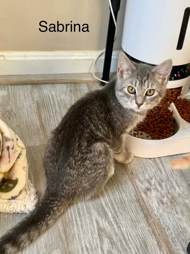 Singer Kitties : Sabrina