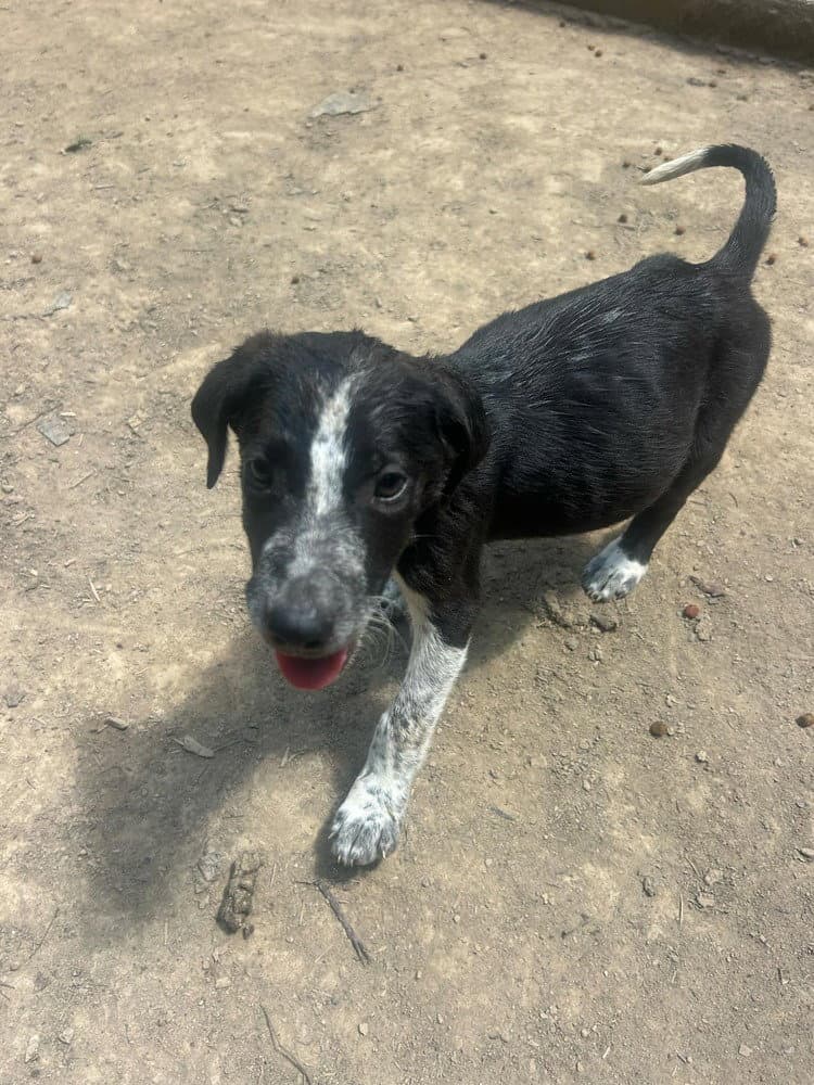 BRE Paws : Brecken