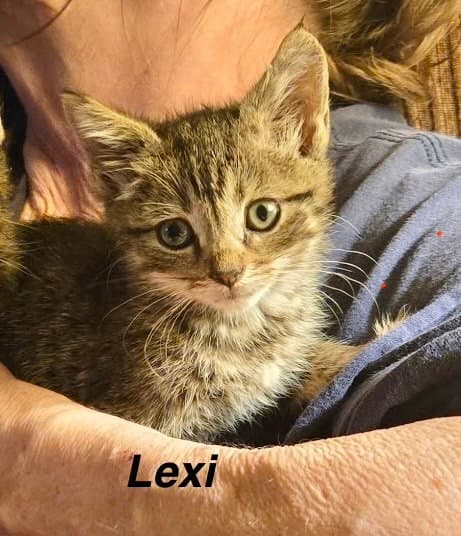Hogans : Lexi