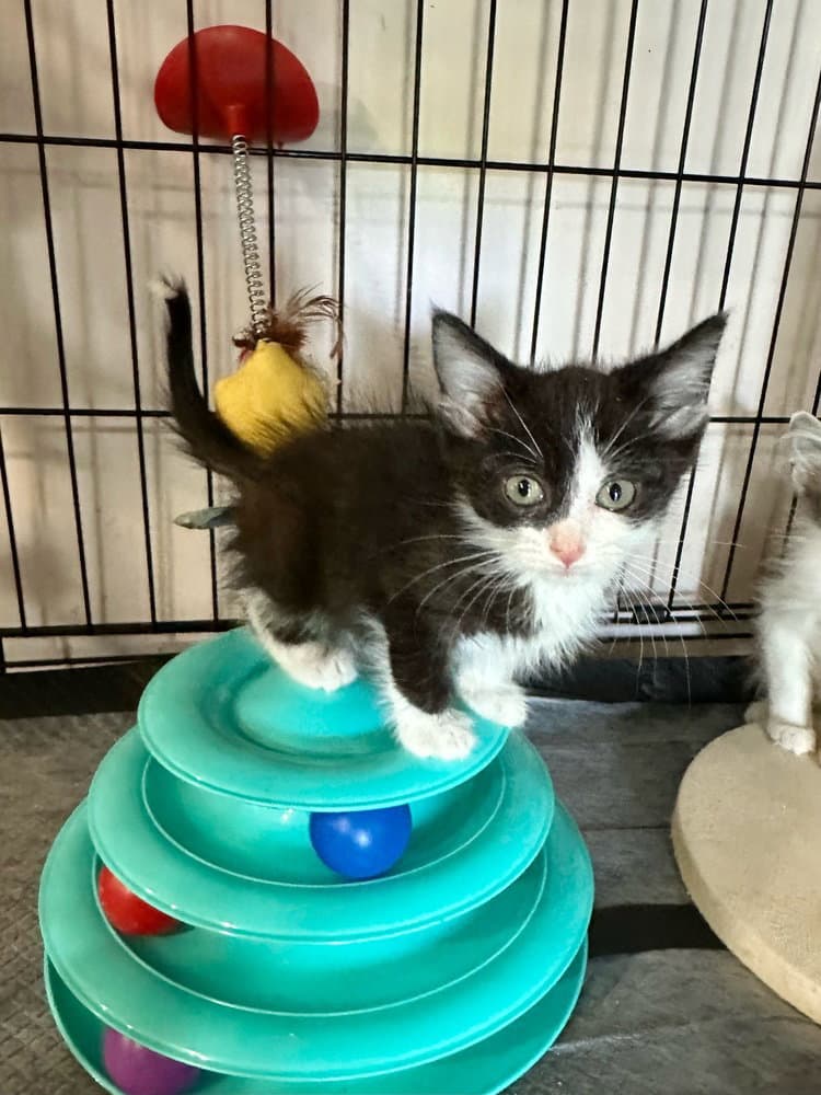 Little Rascats : Spanky